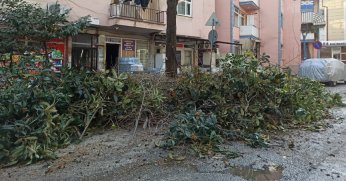 Fatih Caddesi’nde ağaçlar budandı