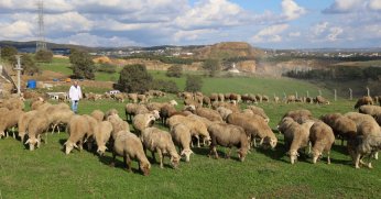 Hayvancılığa destek verimliliği artırdı