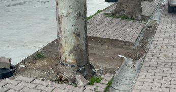 Çöpe atacağı kargo poşetinden 60 bin dolar çıktı