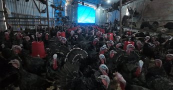 Kandıra hindileri yılbaşı için satışa hazır