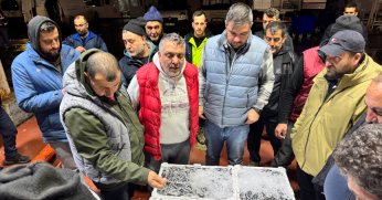 Balık mezadında hamsi rekabeti