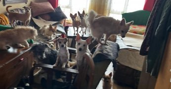 Kapı açılınca karşılaşılan manzara şoke etti