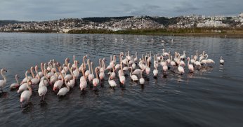 İzmit Körfezi’ne flamingo akını