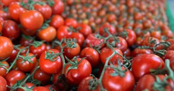 Türkiye’den 401 milyon dolarlık domates ihracatı