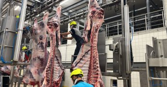 Büyükşehir Mezbahası’nda 6 bin 29 kesim yapıldı