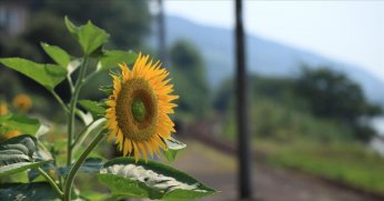 Ayçiçeği tohumunda dışa bağımlılık azaldı