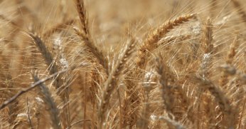 Dünya tahıl üretiminde rekor bekleniyor