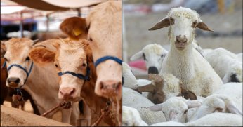 Büyük ve küçükbaş hayvan sayıları arttı