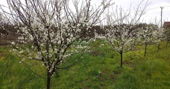 Erik ağaçları çiçek açtı