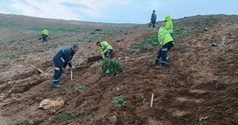 4 bin 500 sedir ağacı toprakla buluştu