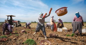 Patates deposu Ödemiş’te hasat ve ekim bir arada