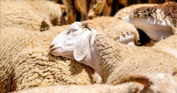 Küçükbaş hayvancılığa destek başvurusu başlıyor