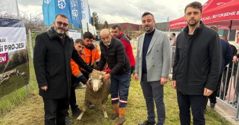 Hayvancılığa damızlık koç desteği