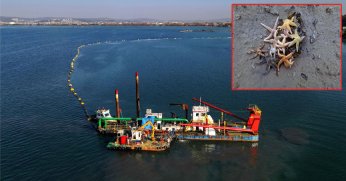 Deniz ekosistemi yeniden hayat buldu