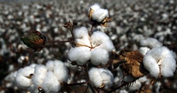 Pamuk fiyatları yükselişini sürdürüyor