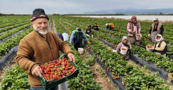 Mersin’de açıkta çilek hasadı başladı