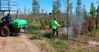 Fidanlar, daha sağlıklı büyüyor
