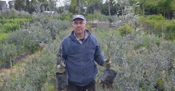 Tescilli zeytini geleceğe taşıyor
