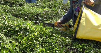 Çay üreticisinden özel sektöre fiyat tepkisi