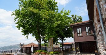 Çınar ağacı yıllara meydan okuyor