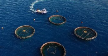 Doğu Karadeniz’in su ürünleri ihracatı arttı