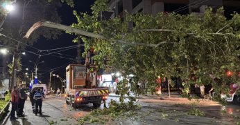 Kopan ağaç dalı tramvay seferlerini aksattı