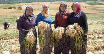 Sarımsak tarlalarının kadın emekçileri