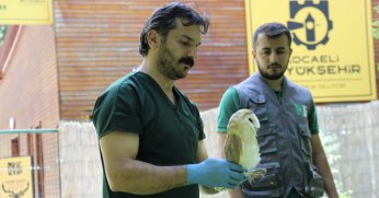 Yaralı yaban hayvanları Ormanya’da iyileşiyor