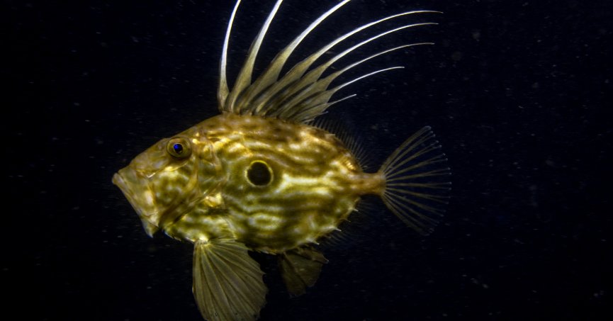 Körfez’de peygamber balığı görüntülendi