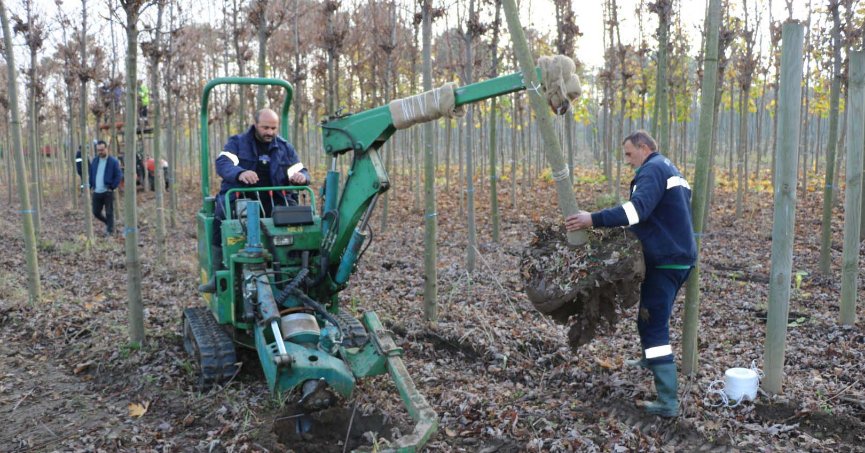 Üretim fidanlığında yetişiyor  Kocaeli’yi yeşillendiriyor