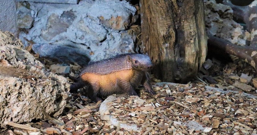 Türkiye’nin ilk armadillo yavrusu