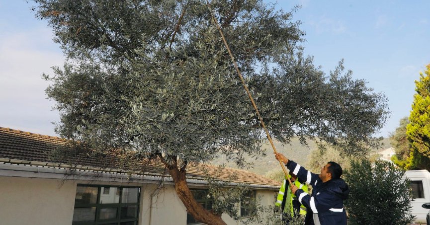 Zeytinler ihtiyaç sahipleri için yağa dönüşecek