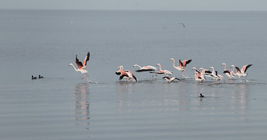 Körfez, göçmen kuşlara ev sahipliği yapıyor