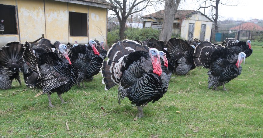 Kandıra hindisi yılbaşı sofralarını süsleyecek