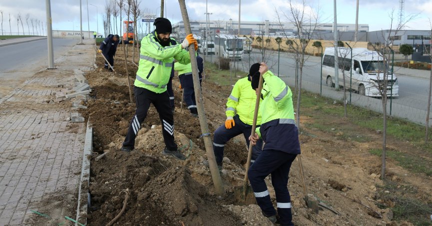 TEM Otoyolu kenarında  ağaçlandırma çalışması