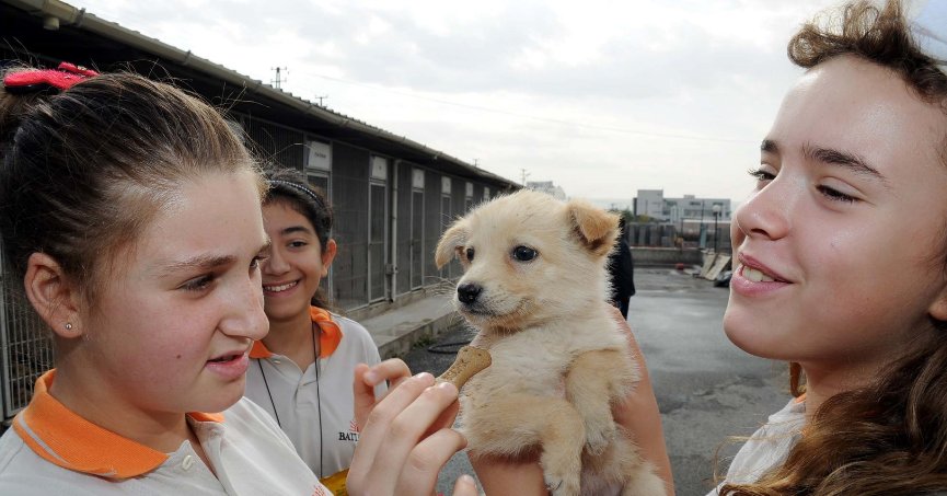 Bu yıl 4 bin 700 sokak  hayvanı sahiplendirildi