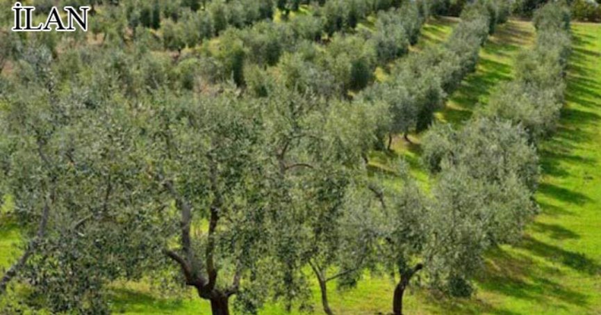 Karamürsel'de mahkemeden satılık zeytinlik