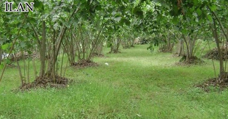 Sakarya’da mahkemeden satılık fındık bahçesi