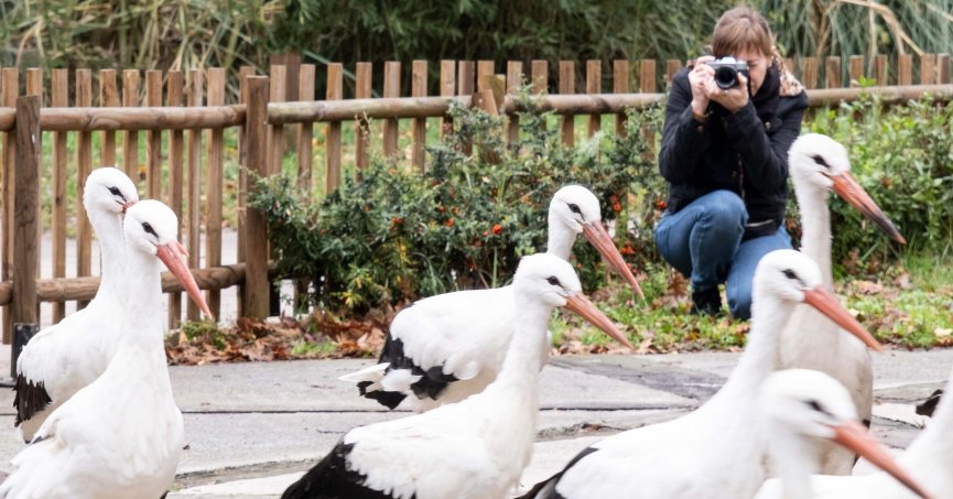 Rusya’dan Ormanya’ya düşkün leylekler için geldi