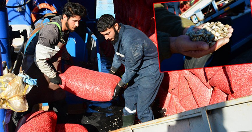 Kum midyeleri, dünyanın dört bir yanına ihraç ediliyor