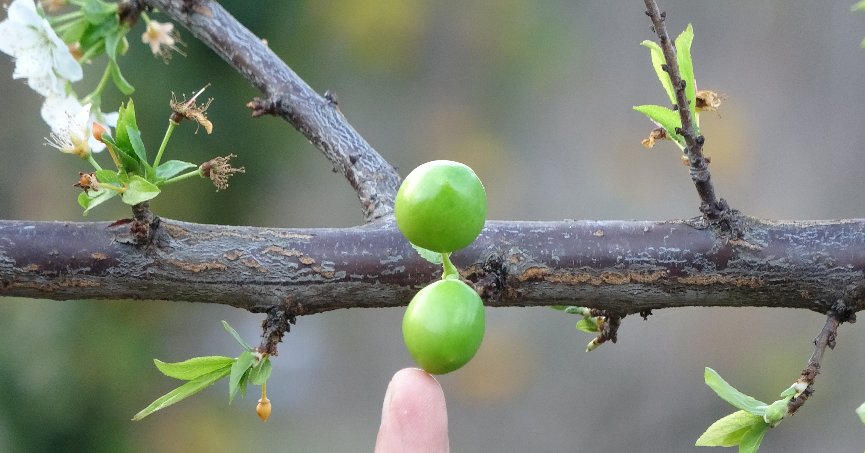    Erik ağacı, çiçek  açıp meyve verdi