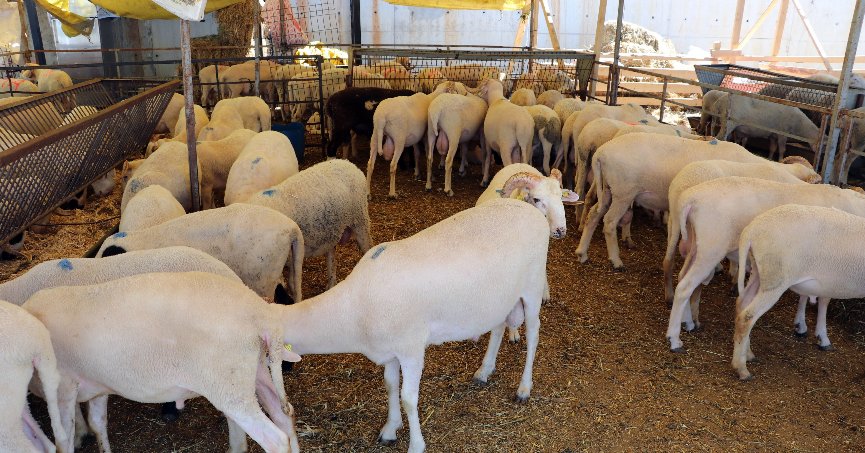 Kocaeli’de şap hastalığı şüphesi