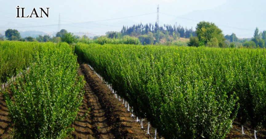 Sakarya’da mahkemeden satılık 7795 m² bahçe