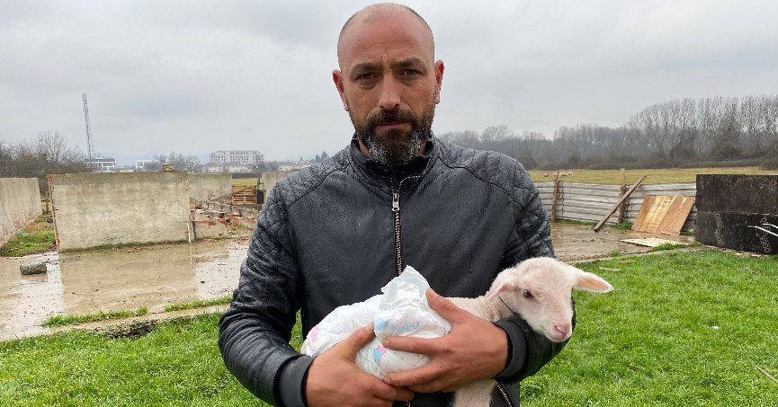 Annesi telef olan kuzuya evde bebek gibi bakıyorlar