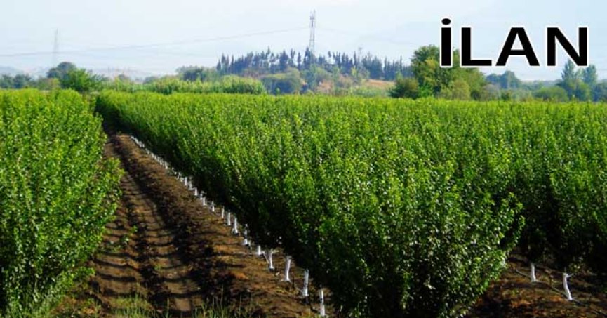 Orhangazi'de mahkemeden satılık meyve bahçesi