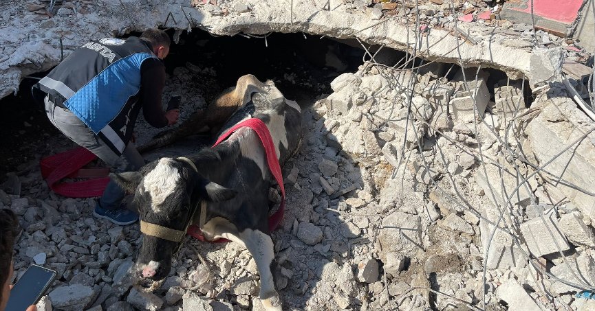 17’nci günde enkazda  kalan ineği kurtardılar