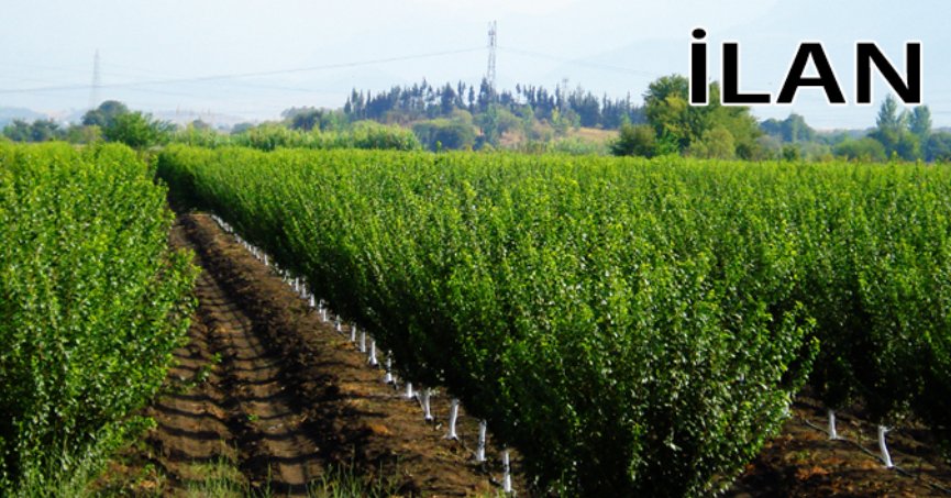 Sakarya'da icradan satılık 13990 m² bahçe