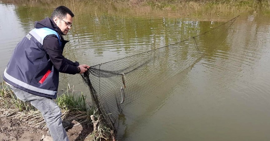 Kaçak avlanan 50 kilo  sazan suya bırakıldı