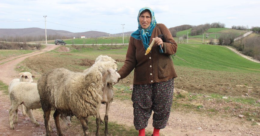 Kendini bildi bileli  çobanlık yapıyor