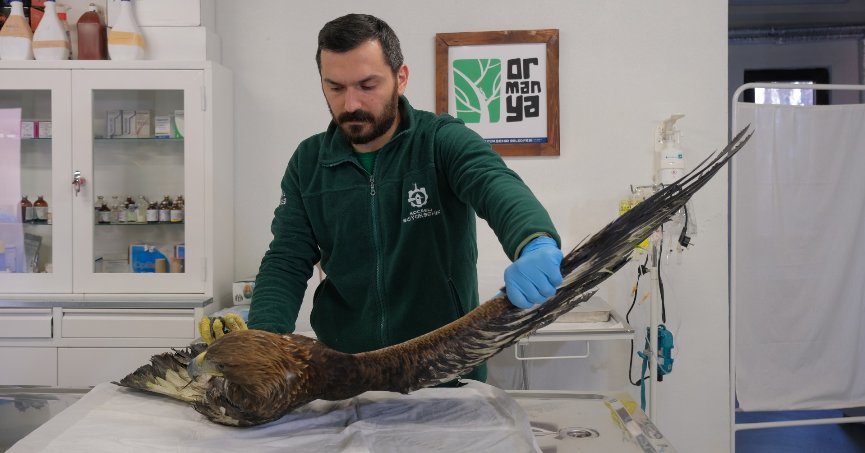 Binlerce yaban hayvanı hayata döndürüldü